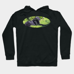 labrador Hoodie